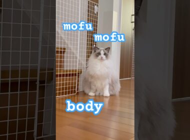 おにぎり🍙みたいなモフモフボディがたまらんニャ〜🥰#ラグドール #猫のいる暮らし #猫好きさんと繋がりたい #ねこ動画