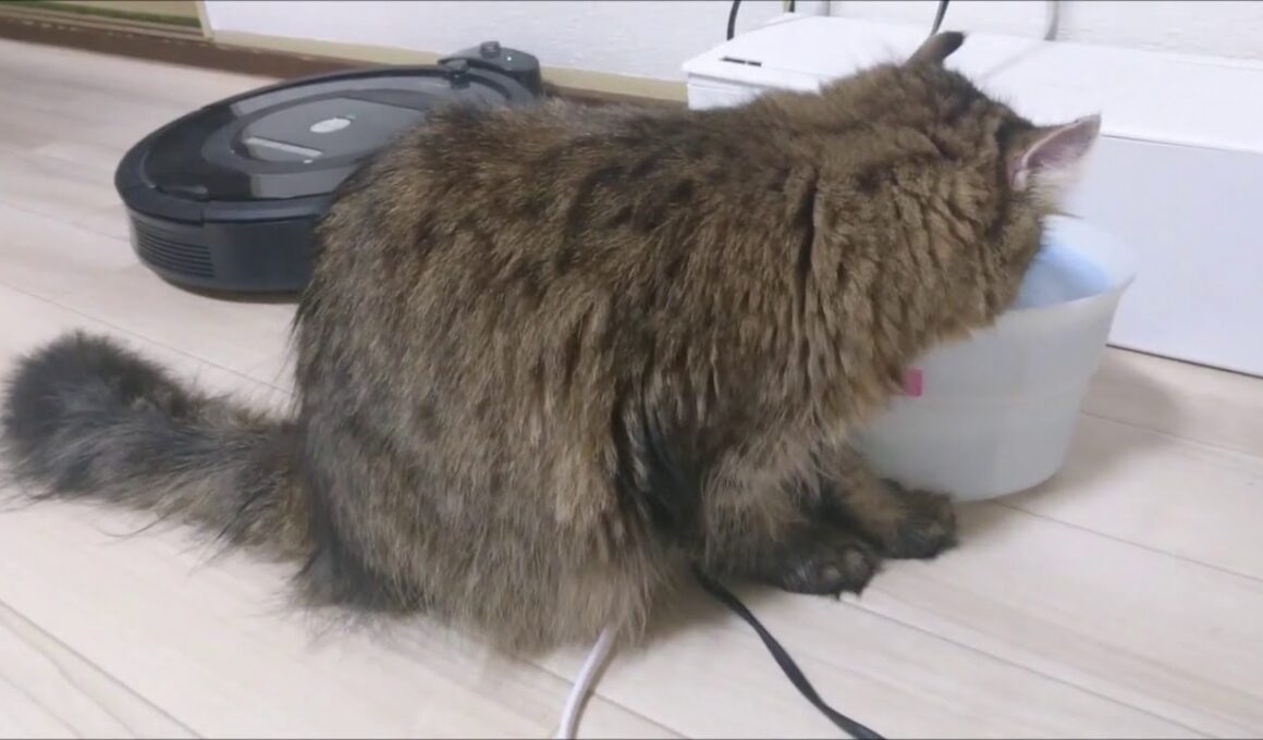 猫 手を揃えて水を飲む アメリカンカールのカール