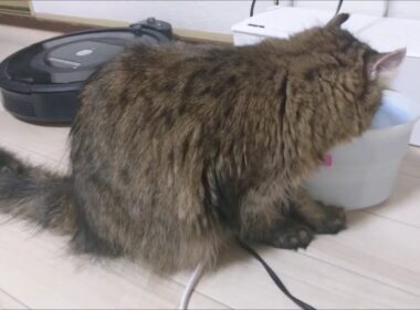 猫 手を揃えて水を飲む アメリカンカールのカール