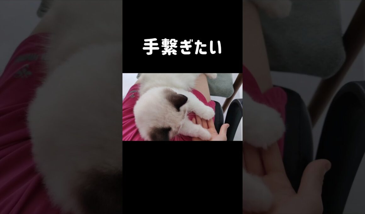 #shorts #ラグドール #子猫 #猫のいる生活 #甘えん坊猫 #ぬいぐるみ猫