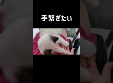 #shorts #ラグドール #子猫 #猫のいる生活 #甘えん坊猫 #ぬいぐるみ猫