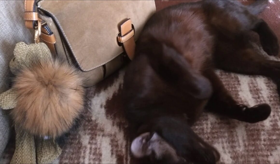 Gauderic Havana Brown Cat