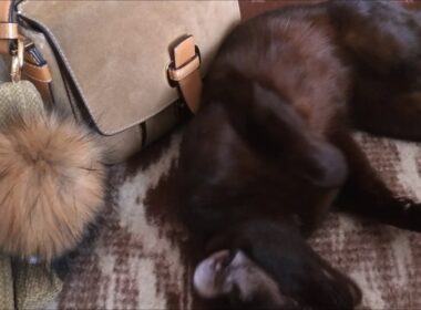 Gauderic Havana Brown Cat