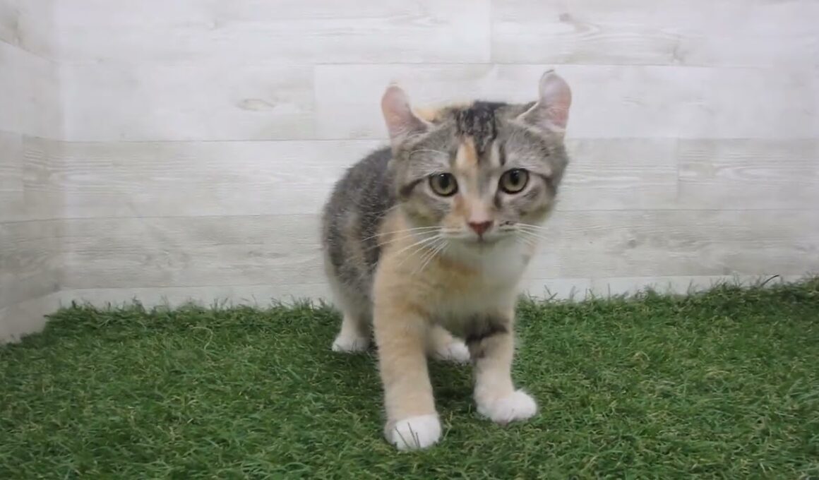 Coo&RIKU　No.00716557 アメリカンカール