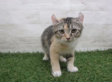 Coo&RIKU　No.00716557 アメリカンカール