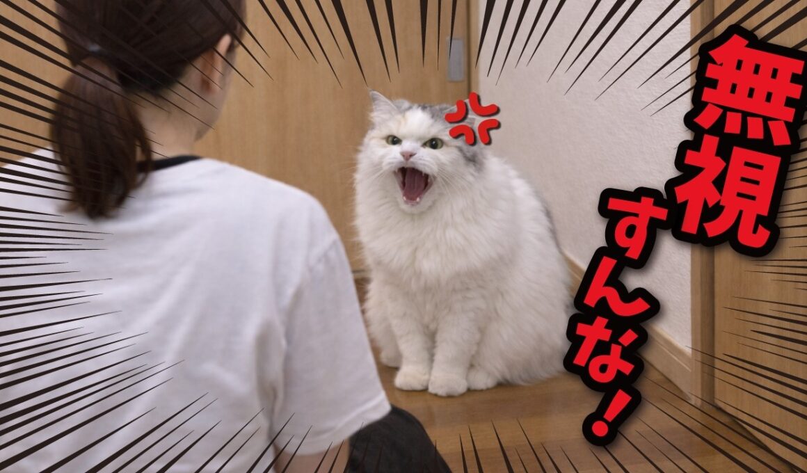 【ブチ切れ】無視し続ける飼い主にイライラが限界に達した猫がこちら