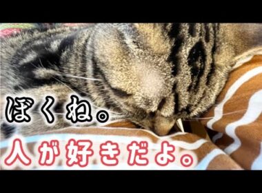 【保護猫】【アメリカンショートヘア】飼い主様は施設に…行き場のなくなったアメショを保護しました