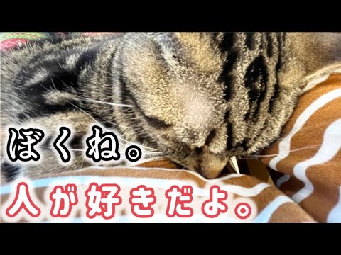 【保護猫】【アメリカンショートヘア】飼い主様は施設に…行き場のなくなったアメショを保護しました