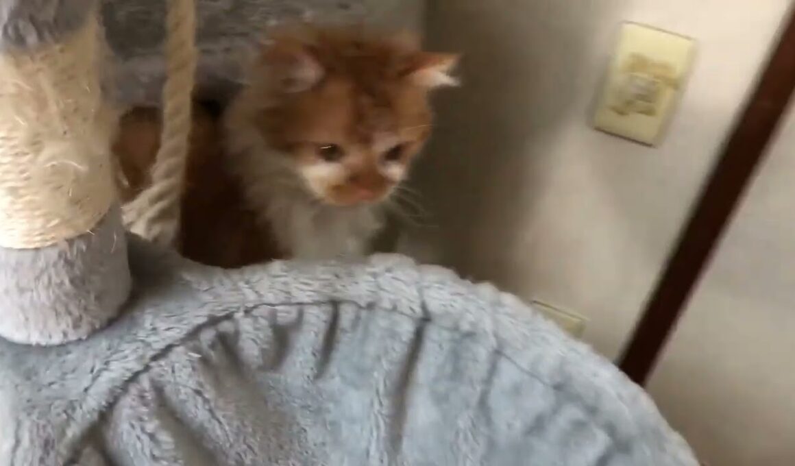 He was so energized from his nap that he went into hyperdrive!  | 昼寝でエネルギーをチャージした彼は、ハイパーモードに突入した！🐱💖🩷