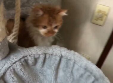 He was so energized from his nap that he went into hyperdrive!  | 昼寝でエネルギーをチャージした彼は、ハイパーモードに突入した！🐱💖🩷