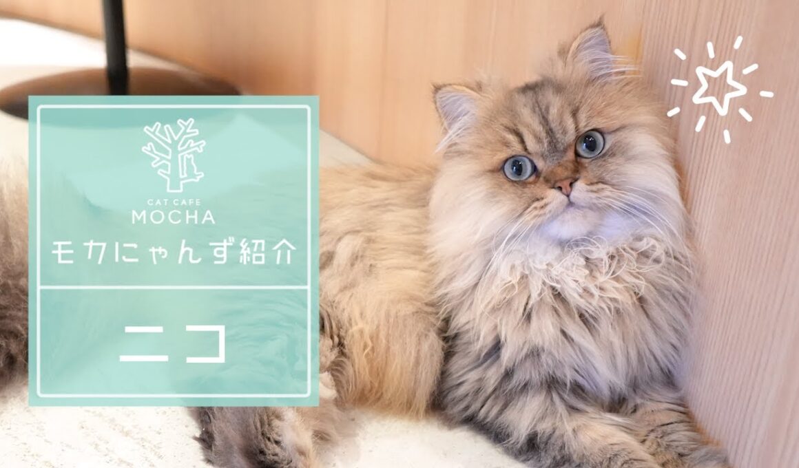 ニコ（ペルシャ♂）神戸三宮店