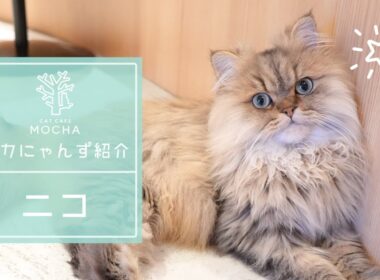 ニコ（ペルシャ♂）神戸三宮店