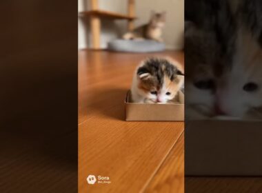 頭隠して尻隠さず？ #cat #kitty #pets #子猫 #猫 #赤ちゃん猫