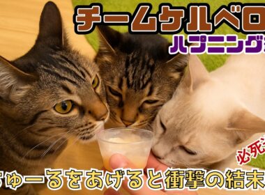 ちゅーるの魔力！食いしん坊のトンキニーズ親子に割り込み伝説の『チームケルベロス」結成（保護猫カフェキャットスペース）中崎町Cats stealing treats form Team Cerberus