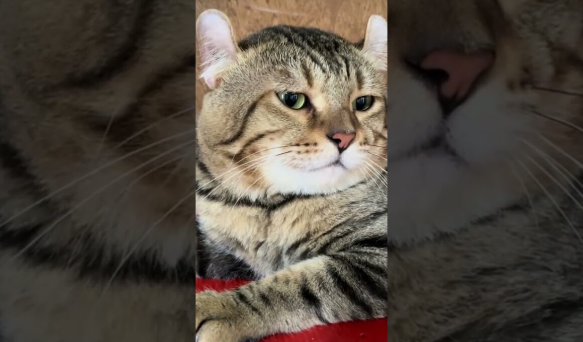 これがアメリカンカール！耳がくるんと曲がった不思議猫🐱✨ #アメリカンカール#猫好き #かわいい猫 #猫