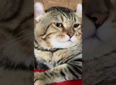 これがアメリカンカール！耳がくるんと曲がった不思議猫🐱✨ #アメリカンカール#猫好き #かわいい猫 #猫