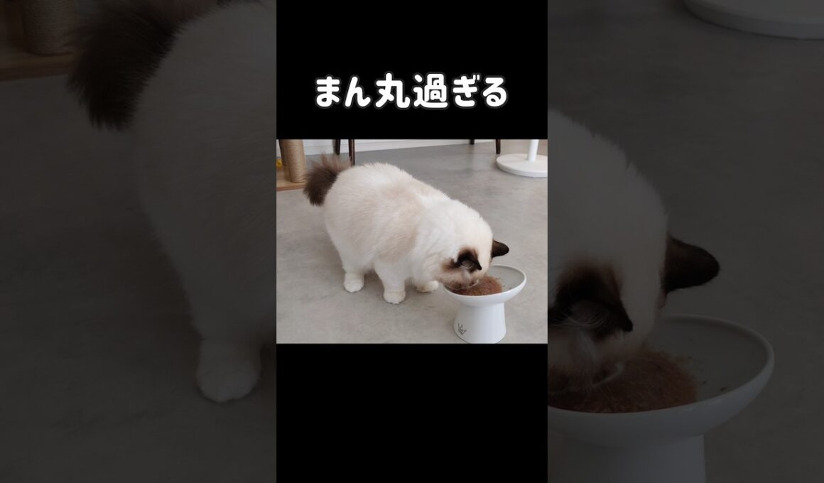 ASMR付き🍚 #shorts #ラグドール #子猫 #猫のいる生活 #甘えん坊猫 #ぬいぐるみ猫