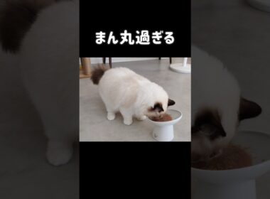ASMR付き🍚 #shorts #ラグドール #子猫 #猫のいる生活 #甘えん坊猫 #ぬいぐるみ猫