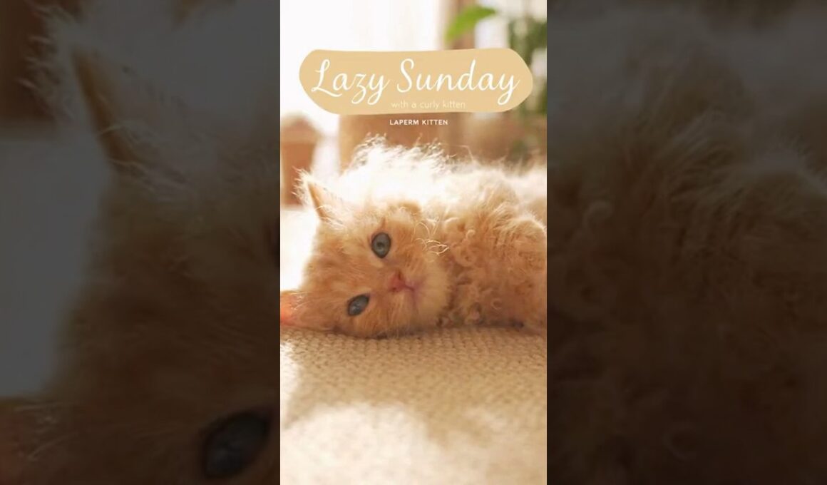 Lovely Sunday Morning with LaPerm Kitten ☀️🐾 | ラパーマ子猫のふわふわ朝タイム