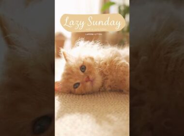 Lovely Sunday Morning with LaPerm Kitten ☀️🐾 | ラパーマ子猫のふわふわ朝タイム