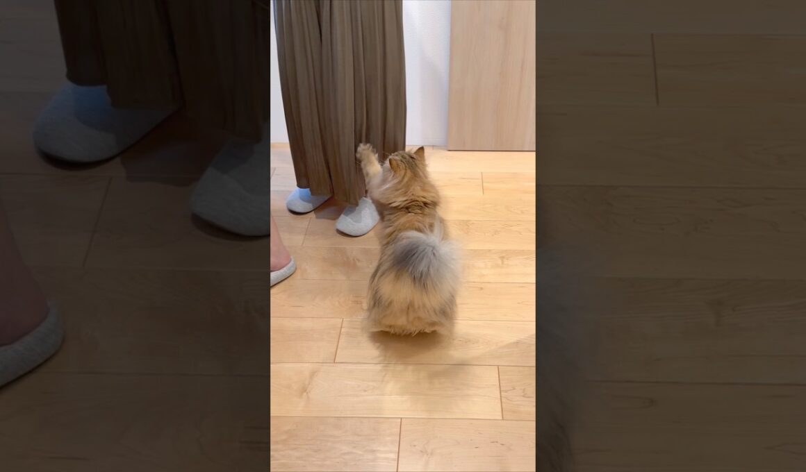 構ってほしい猫 【サイベリアン】 #Shorts