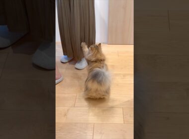 構ってほしい猫 【サイベリアン】 #Shorts