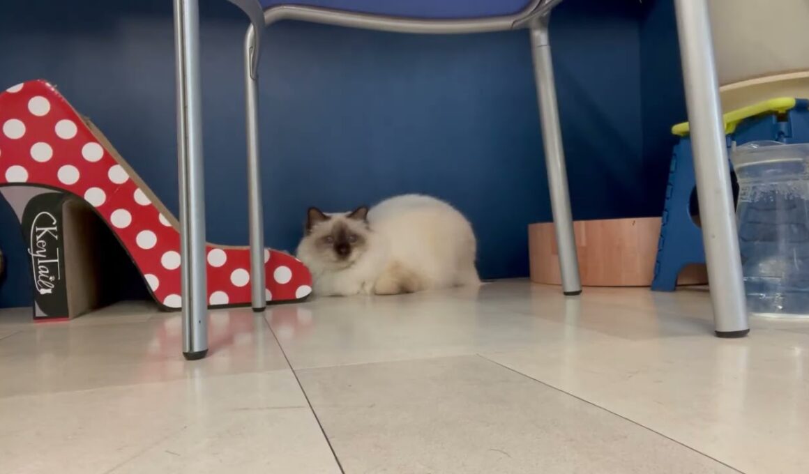 バーマン猫ラフ【点灯して遊ぼう】Turn on the lights and play（バーマン猫）Birman/Cat