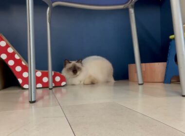 バーマン猫ラフ【点灯して遊ぼう】Turn on the lights and play（バーマン猫）Birman/Cat