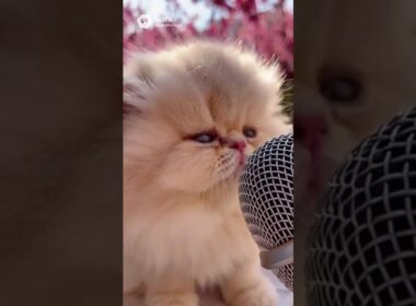 〈イヤホン推奨〉ペルシャ猫の赤ちゃん｜梅の前で｜AI映像ラボ