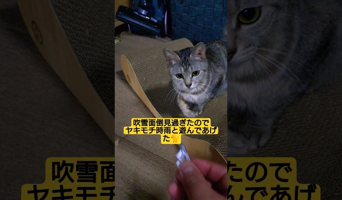 吹雪面倒見過ぎたのでヤキモチ時雨と遊んであげた#cute #cat #ねこ #ねこのいる生活 #猫のいる暮らし #いやしねこ #いやし #いやされたい #いや#時雨 #時雨の遊び場 #吹雪 #紙遊戲