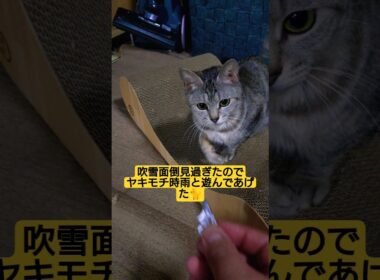 吹雪面倒見過ぎたのでヤキモチ時雨と遊んであげた#cute #cat #ねこ #ねこのいる生活 #猫のいる暮らし #いやしねこ #いやし #いやされたい #いや#時雨 #時雨の遊び場 #吹雪 #紙遊戲