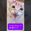 【子猫を預かった結末‥🐾】 #茶トラ