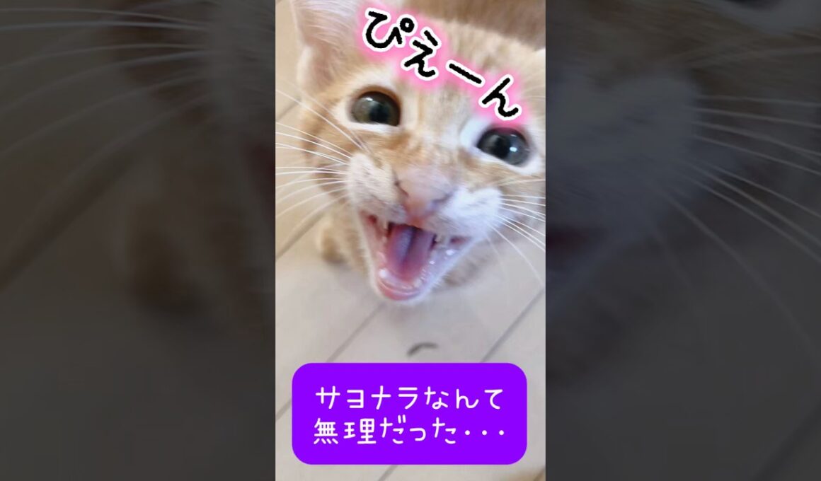 【子猫を預かった結末‥🐾】 #茶トラ