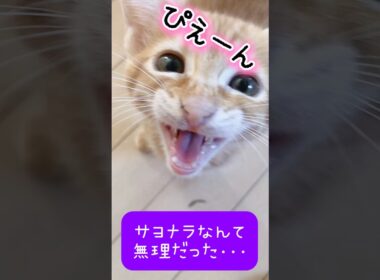 【子猫を預かった結末‥🐾】 #茶トラ
