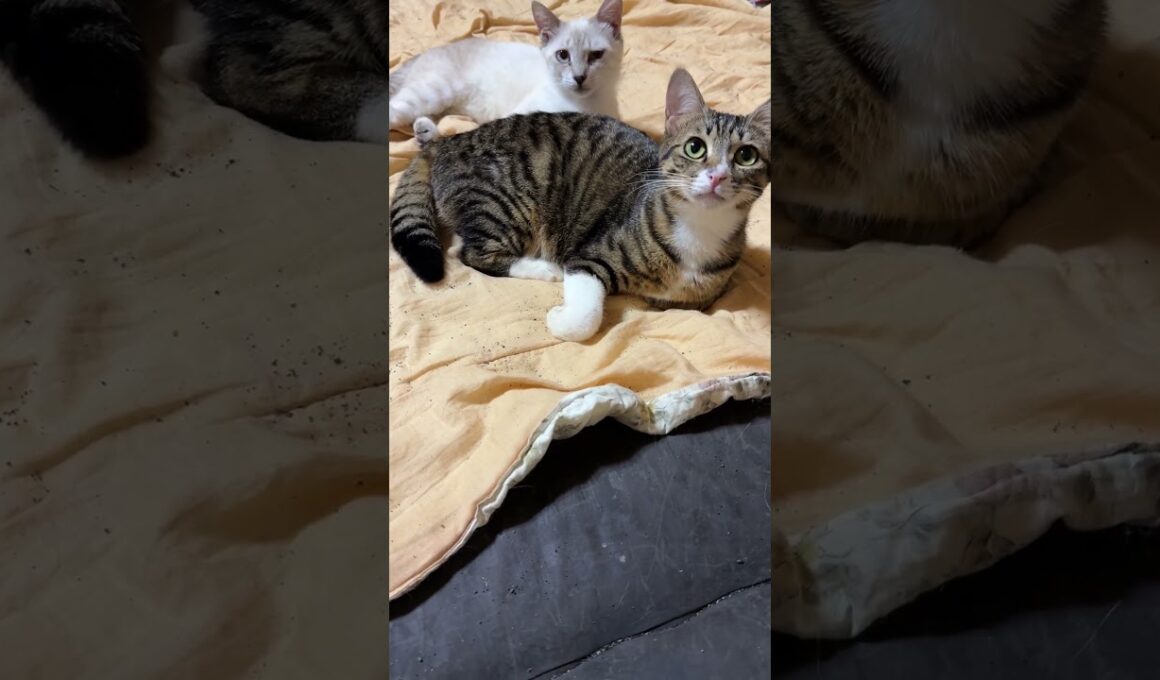 キジシロのルル、シャムの雫「寝床は、我々、茶白ジュニア軍団が占拠した」三毛猫ミックス「降伏しなさい、ウp主」