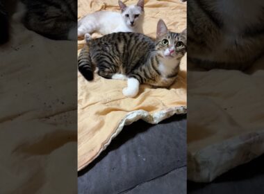 キジシロのルル、シャムの雫「寝床は、我々、茶白ジュニア軍団が占拠した」三毛猫ミックス「降伏しなさい、ウp主」