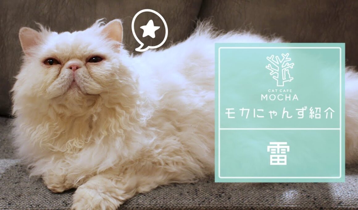 雷（セルカークレックス♂）梅田店