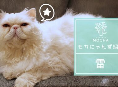 雷（セルカークレックス♂）梅田店