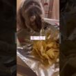 再びチップ #ねこ動画 #アメリカンカール