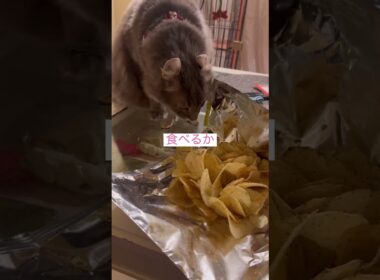 再びチップ #ねこ動画 #アメリカンカール