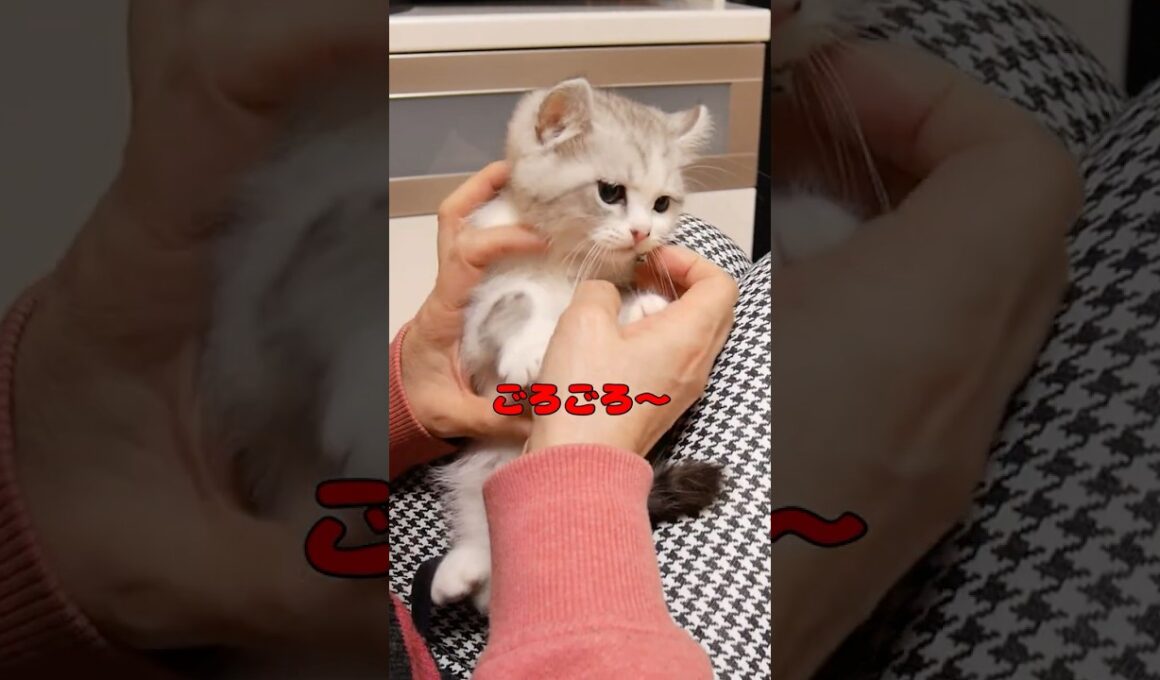 兄猫の6年前と現在を比べたら違い過ぎた