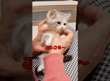 兄猫の6年前と現在を比べたら違い過ぎた