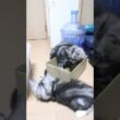 生後69日メインクーン子猫の小町ちゃん