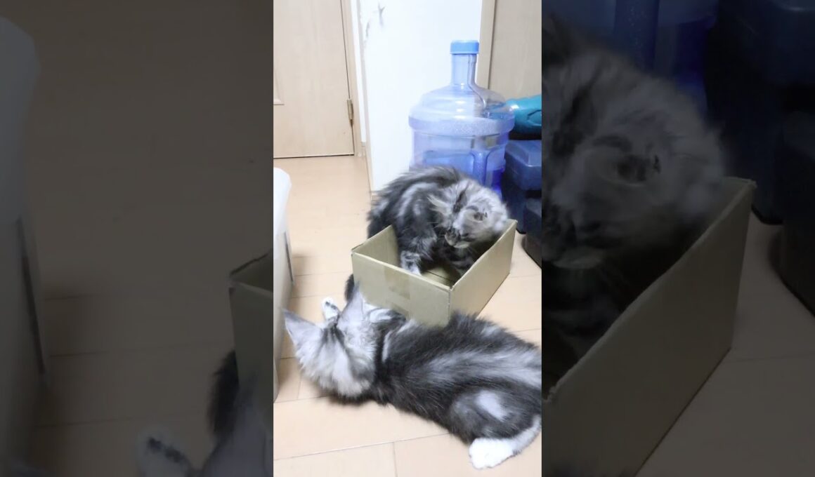 生後69日メインクーン子猫の小町ちゃん