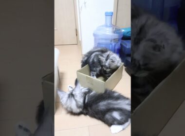 生後69日メインクーン子猫の小町ちゃん