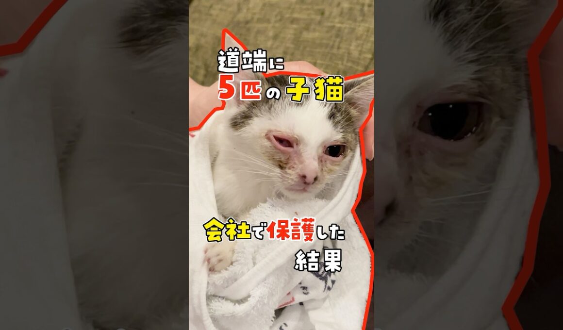 【働き方改革は猫】会社で子猫を保護した結果、社内が大変なことになりました！ #ねこ #ネコ #働き方改革