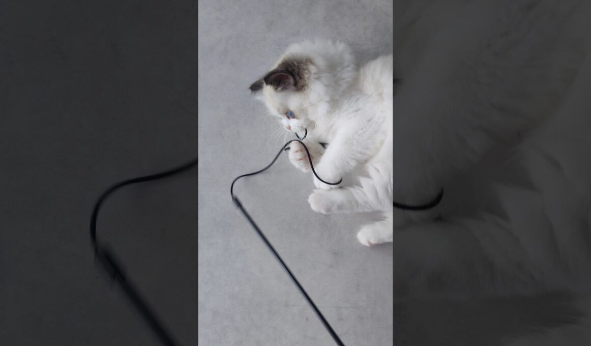 省エネ🔅 #shorts #ラグドール #子猫 #猫のいる生活 #甘えん坊猫 #ぬいぐるみ猫