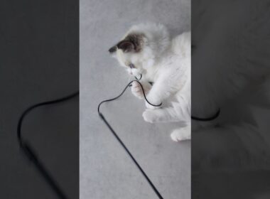 省エネ🔅 #shorts #ラグドール #子猫 #猫のいる生活 #甘えん坊猫 #ぬいぐるみ猫