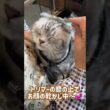 シャンプーコースご利用☆アメリカンショートヘアー　アメリちゃん