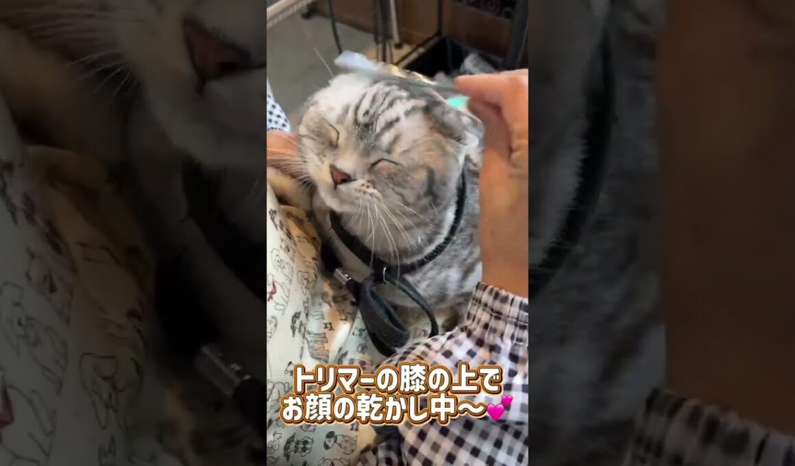 シャンプーコースご利用☆アメリカンショートヘアー　アメリちゃん